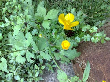 Ranunculus cfr. lanuginosus